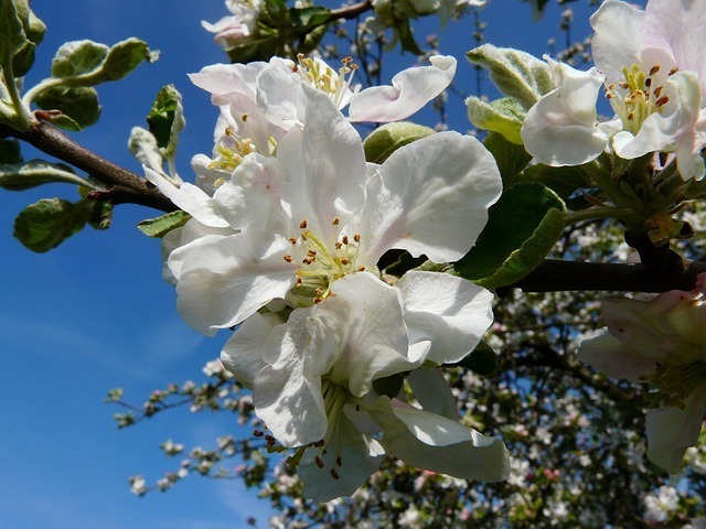 apple-tree-blossom-g8e6e9222a_640.jpg