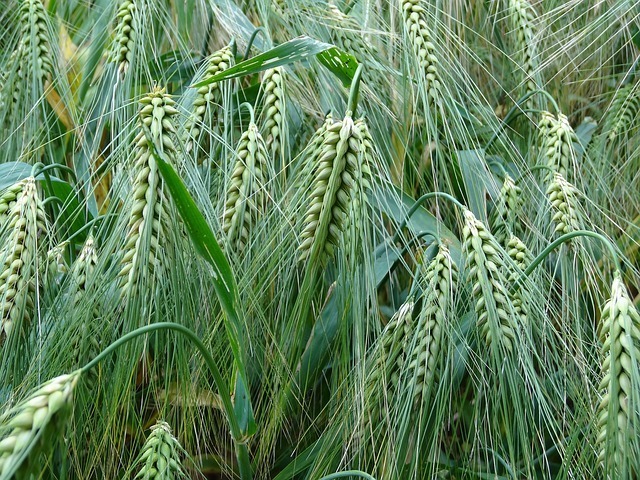 barley-373360_640.jpg