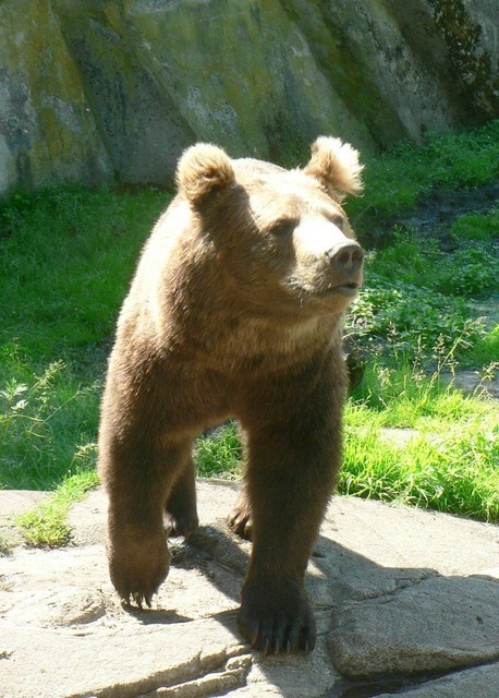 bear-3149_640.jpg