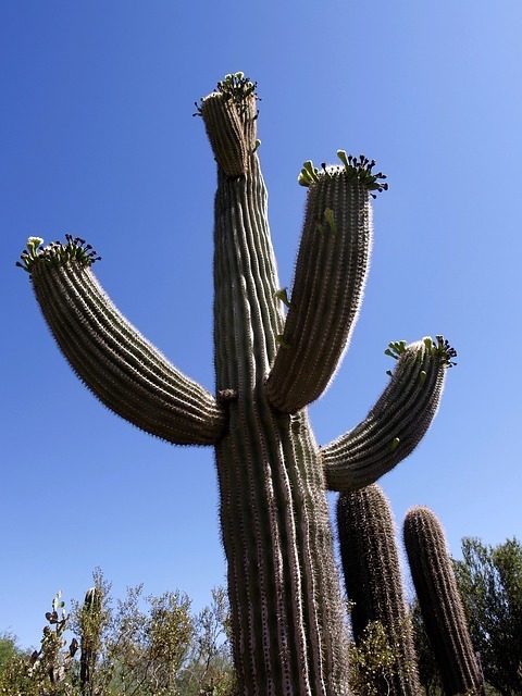 cactus-50640_640.jpg