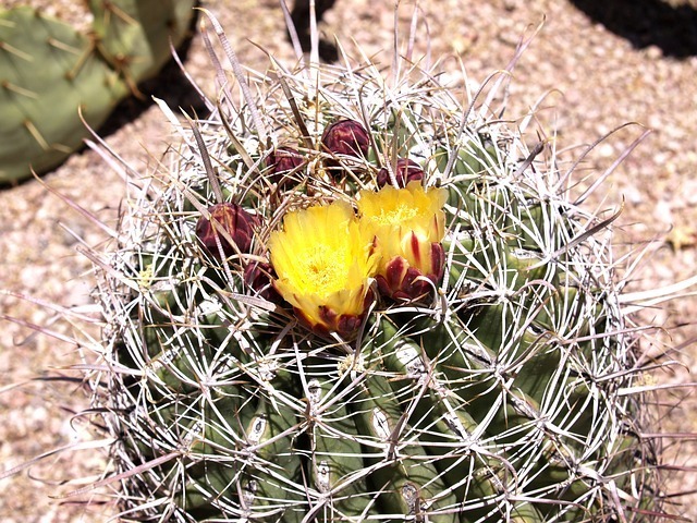 cactus-53740_640.jpg