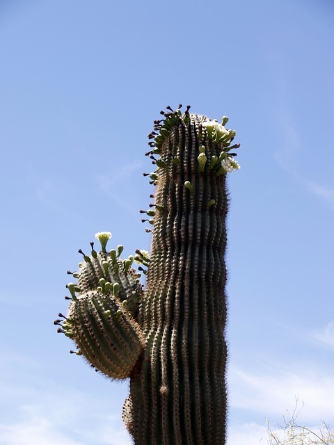cactus-58516_640.jpg