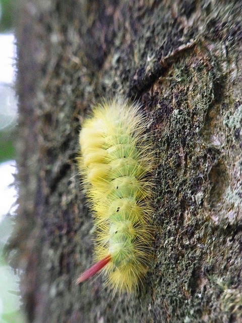caterpillar-54814_640.jpg