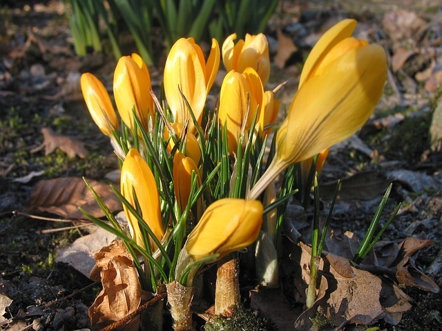 crocus-50900_640.jpg