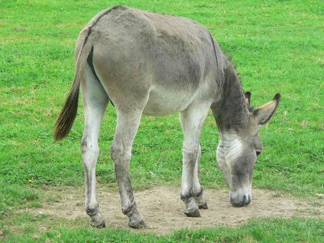 donkey-2011_640.jpg