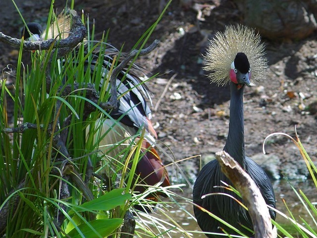 eastern-crowned-crane-3180_640.jpg