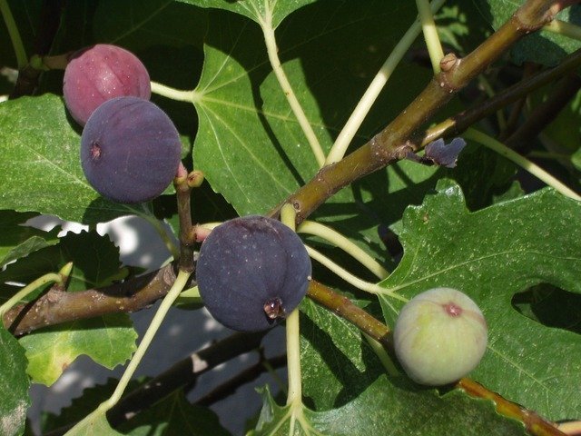 figs-751_640.jpg