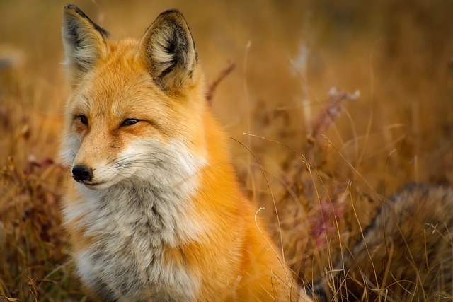fox-1883658_640.jpg
