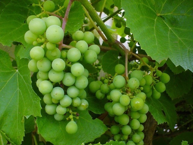 grapes-g2e299afa4_640.jpg