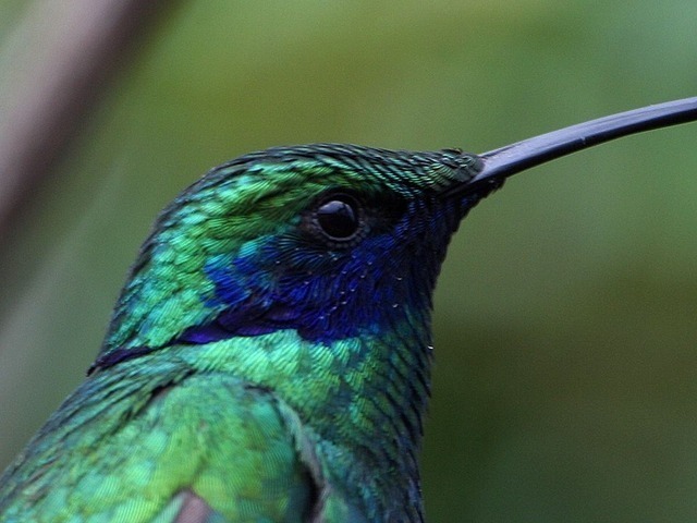 humming-bird-3171_640.jpg