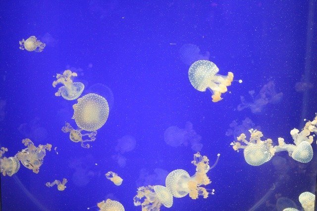 jellyfish-1673_640.jpg