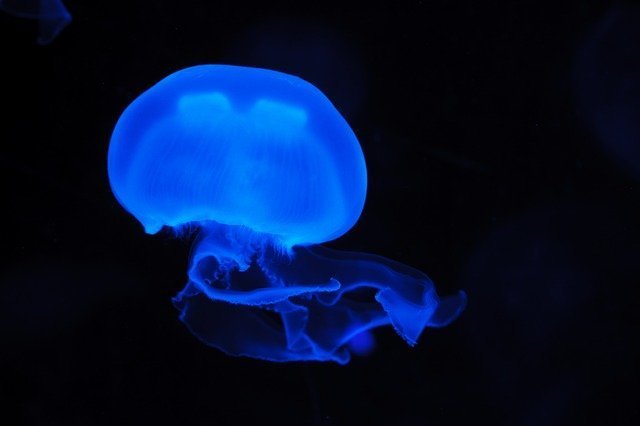 jellyfish-2883_640.jpg