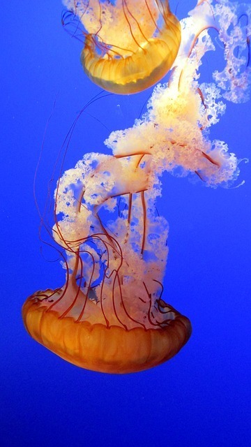 jellyfish-381659_640.jpg