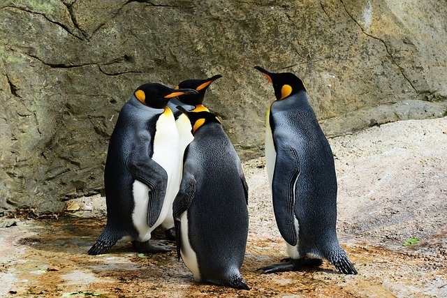 king-penguin-384252_640.jpg