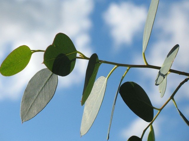leaf-1770_640.jpg