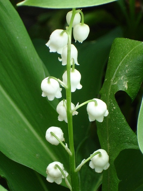 lily-of-the-valley-g49389c1dc_640.jpg
