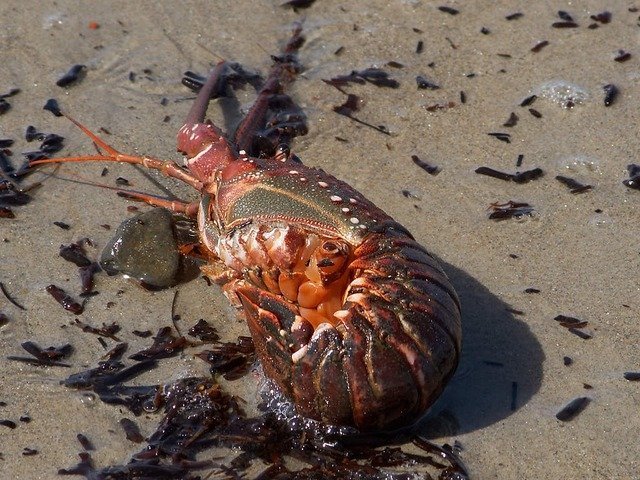 lobster-3238_640.jpg