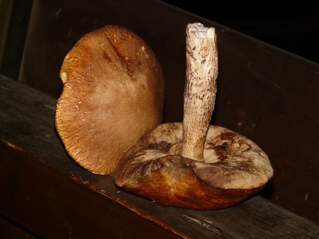 mushroom-549_640.jpg
