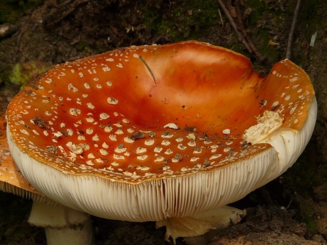 mushroom-626_640.jpg