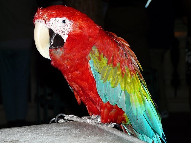 parrot-g4505e7a56_640.jpg