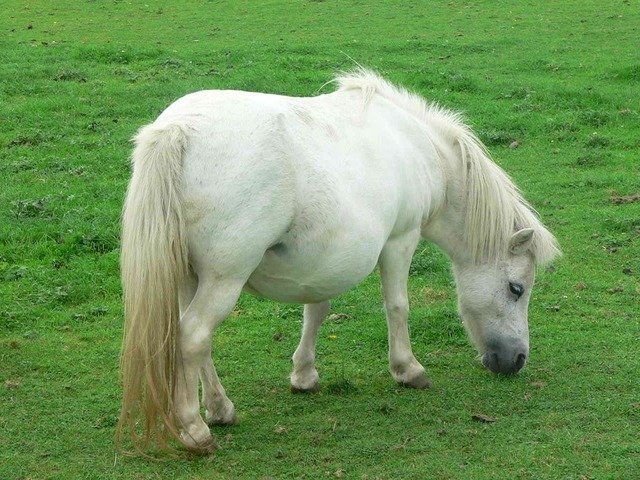 pony-2009_640.jpg