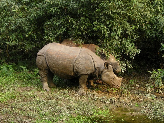 rhino-382_640.jpg