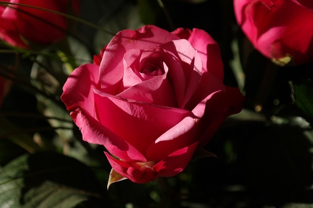 rose-232114_640.jpg