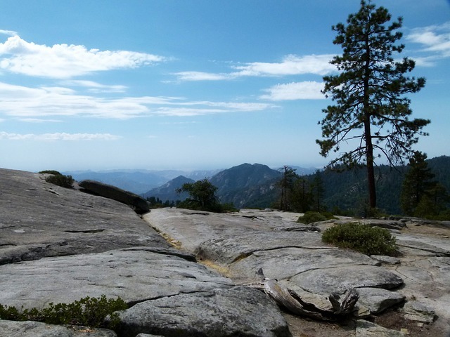 sequoia-national-park-53289_640.jpg