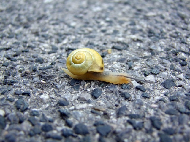 snail-1877_640.jpg