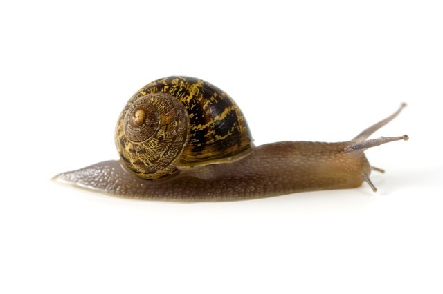 snail-1959_640.jpg