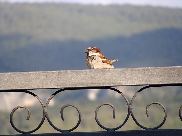 sparrow-52244_640.jpg