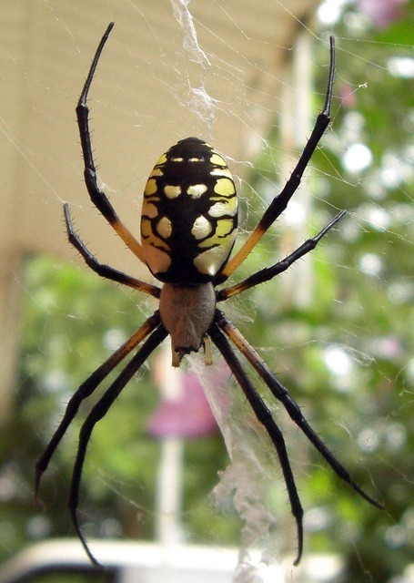 spider-1907_640.jpg