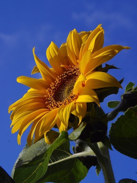 sunflower-g8af5d1a09_640.jpg