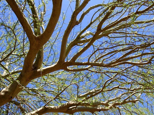 tree-50626_640.jpg