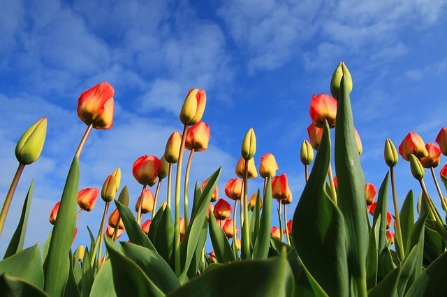 tulips-21598_640.jpg