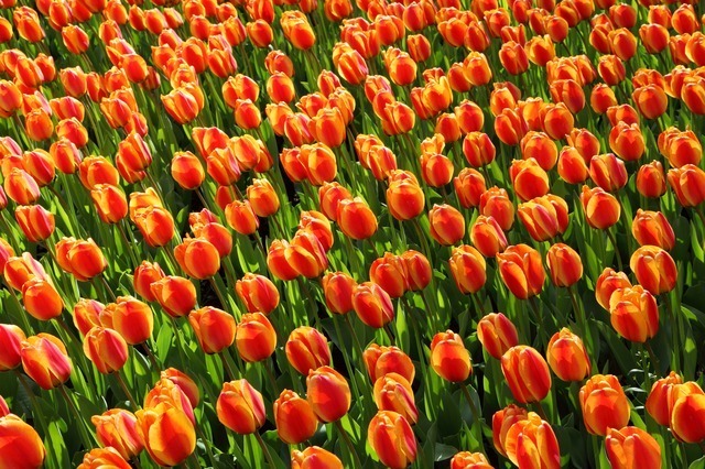 tulips-2544_640.jpg