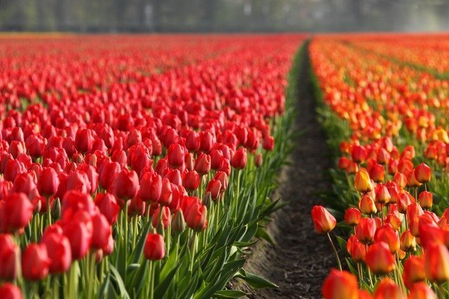 tulips-2546_640.jpg